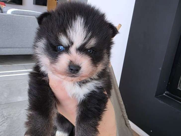 Chiot Pomsky F4 Toy à vendre