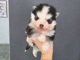 Chiot Pomsky F4 Toy à vendre