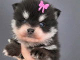 Chiot Pomsky F4 Toy à vendre
