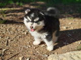 Chiot Pomsky F4 Toy à vendre