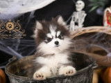 Chiot Pomsky F4 Toy à vendre