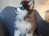 Chiot Pomsky F4 Toy à vendre