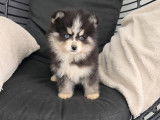 Chiot Pomsky F4 Toy à vendre