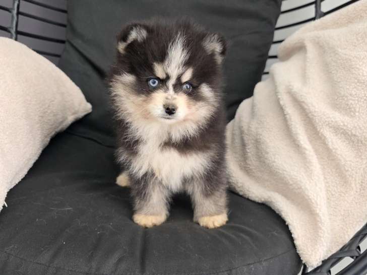 Chiot Pomsky F4 Toy à vendre