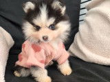 Chiot Pomsky F4 Toy à vendre