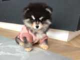 Chiot Pomsky F4 Toy à vendre