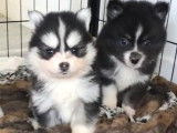 Chiot Pomsky F4 Toy à vendre