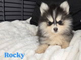 Chiot Pomsky F4 Toy à vendre