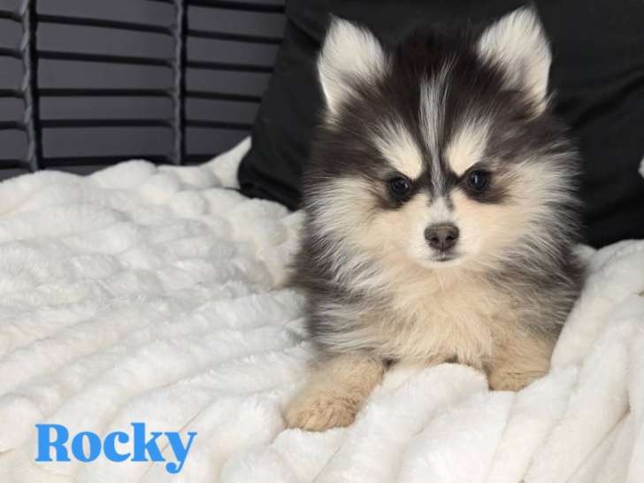 Chiot Pomsky F4 Toy à vendre