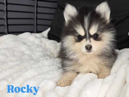 Chiot Pomsky F4 Toy à vendre