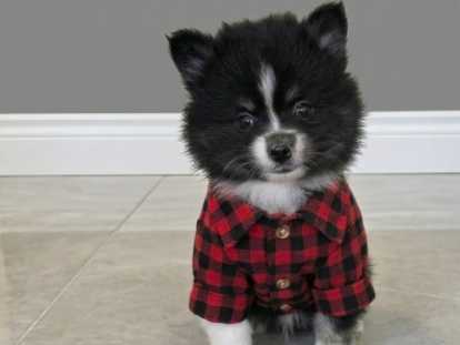 Chiot Pomsky F4 Toy à vendre