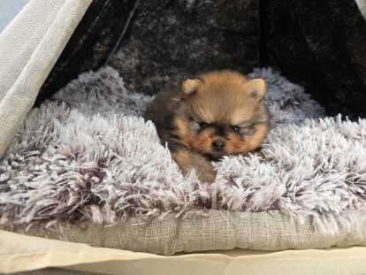 Chiot Spitz Nain Poméranien de type ourson à vendre