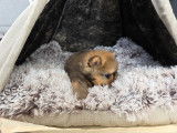 Chiot Spitz Nain Poméranien de type ourson à vendre