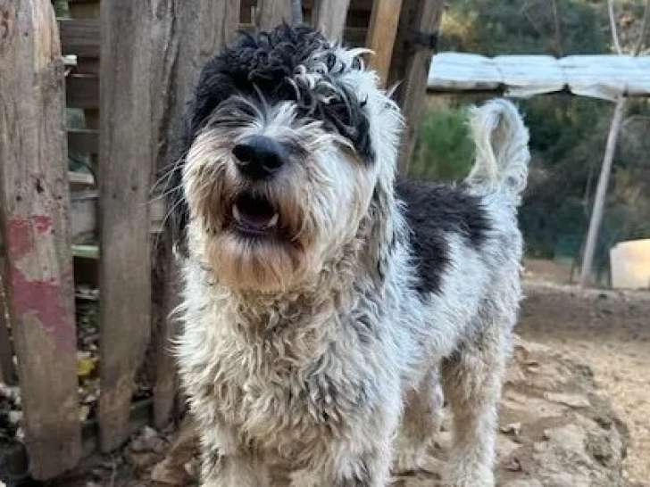 À la recherche d’une famille : chien blanc et noir de 2 ans