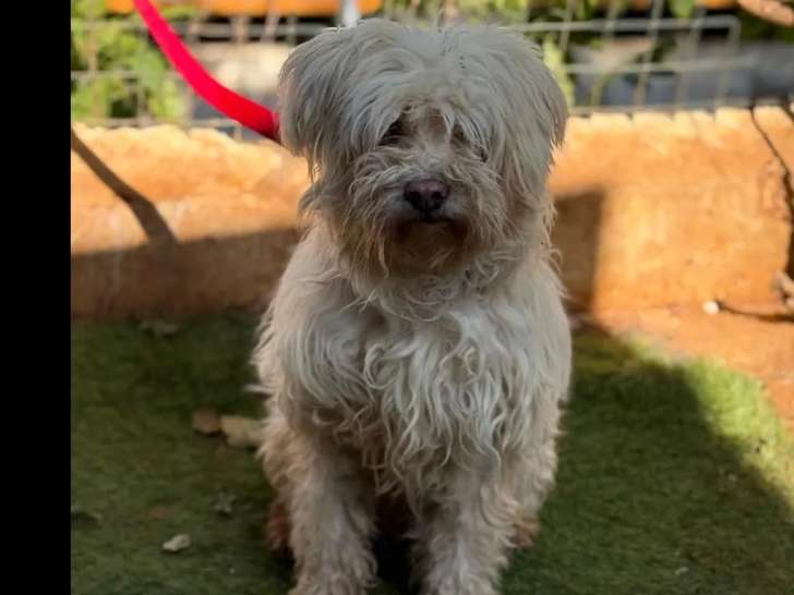 En attente d’adoption : chienne de 3 ans