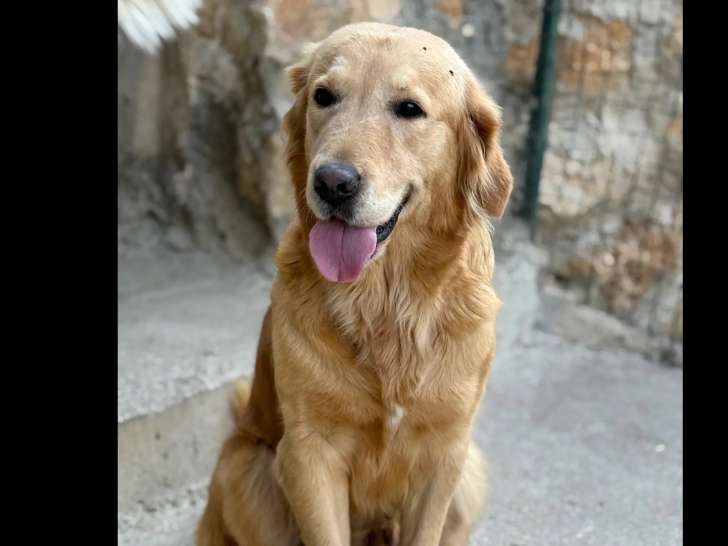 À la recherche d’un foyer : chienne Golden Retriever sable de 5 ans