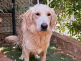 Disponible à l’adoption : chienne Golden Retriever crème de 2 ans