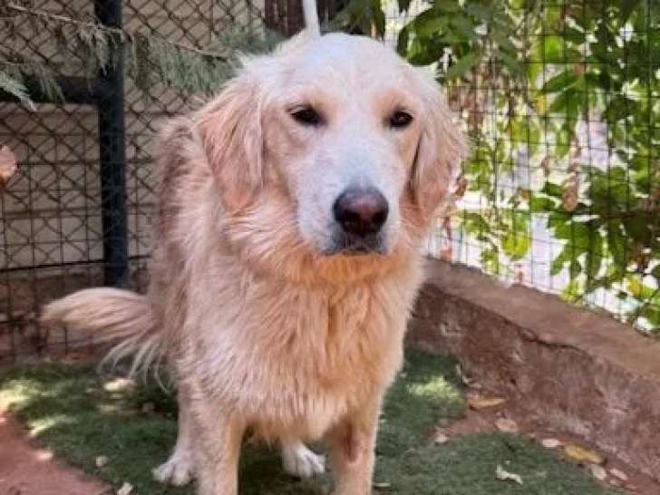 Disponible à l’adoption : chienne Golden Retriever crème de 2 ans