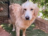 Disponible à l’adoption : chienne Golden Retriever crème de 2 ans