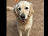 Prêt pour l’adoption : chien Golden Retriever sable de 3 ans