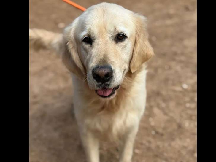 Prêt pour l’adoption : chien Golden Retriever sable de 3 ans