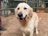 Prêt pour l’adoption : chien Golden Retriever sable de 3 ans