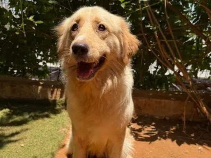 En attente d’un foyer : chien Golden Retriever beige de 3 ans