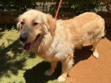 En attente d’un foyer : chien Golden Retriever beige de 3 ans