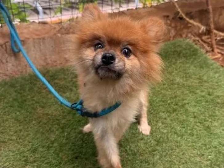 Disponible à l’adoption : chien Spitz Allemand fauve de 6 ans