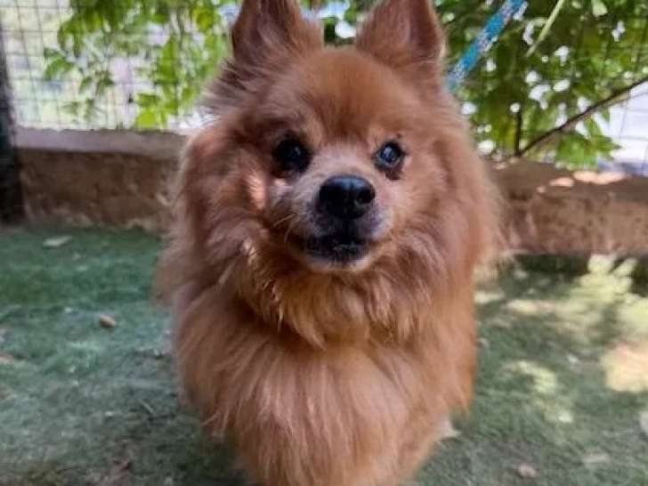 En attente d’un foyer : chien Spitz Allemand de 9 ans