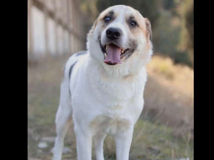 Prête pour l’adoption : chienne de 4 ans