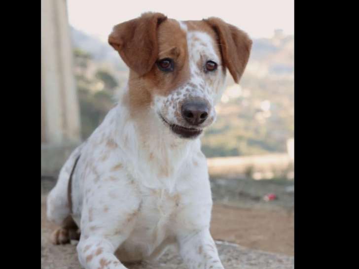Disponible à l’adoption : chienne marron et blanche