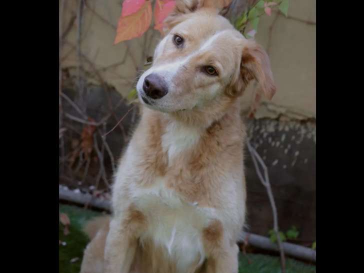 Prête pour l’adoption : chienne beige de 3 ans