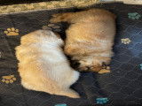 Chiots Chow Chow à vendre