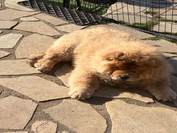 Chiots Chow Chow à vendre