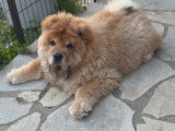 Chiots Chow Chow à vendre