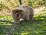 Chiots Chow Chow à vendre