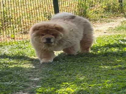 Chiots Chow Chow à vendre