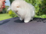 Chiots Spitz Nain Poméranien à vendre