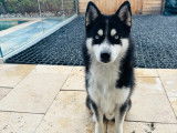 Mâle Pomsky F3 noir et blanc aux yeux bleus disponible pour saillie