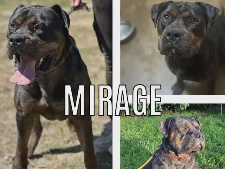 À adopter : chien American Bully bringé de 2 ans