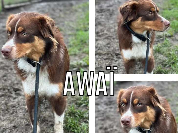 À la recherche d’une famille : chiot femelle Berger Australien tricolore de 8 mois