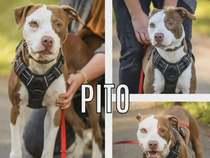 Prêt pour l’adoption : chien Staffordshire Américain Terrier marron et blanc