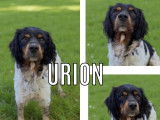 Disponible à l’adoption : chien Epagneul Breton tricolore