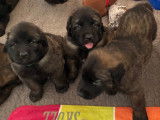 Chiots Leonberg LOF à vendre