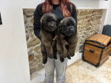 Chiots Leonberg LOF à vendre