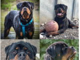 Disponible à l’adoption : chien Rottweiler de 4 ans