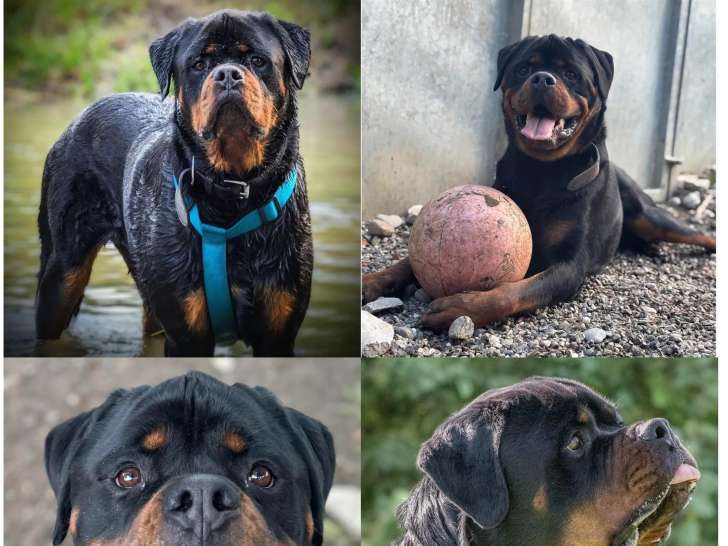 Disponible à l’adoption : chien Rottweiler de 4 ans