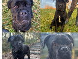 À adopter : chien Cane Corso de 2 ans