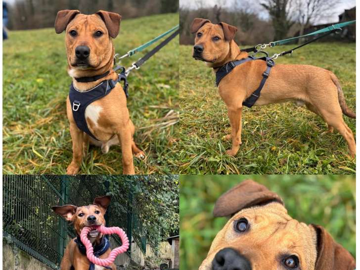 À accueillir : chiot mâle Staffordshire Bull Terrier de 6 mois